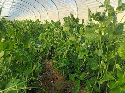 Vente directe légumes - GAEC Ferme des Varennes, Primeur Fruits et Légumes à Mont-près-Chambord