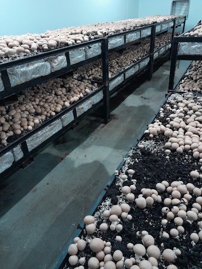 Champi Good, Primeur Fruits et Légumes à Saint-Alban-de-Roche