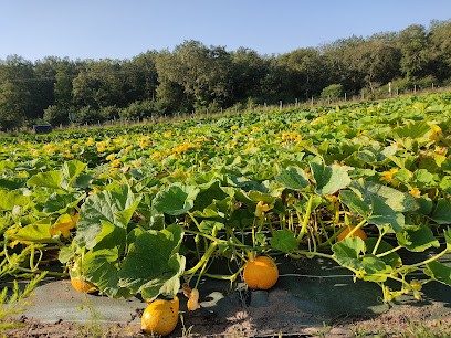 Potager Des Fourneaux, Primeur Fruits et Légumes à Solterre