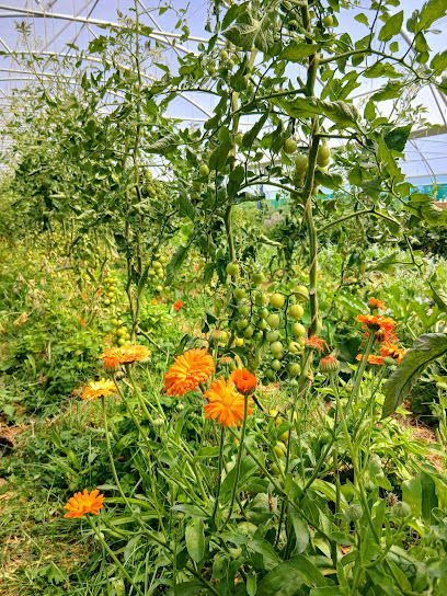 La Ferme Sauvage, Primeur - Fruits Et Légumes à Saint-Erblon