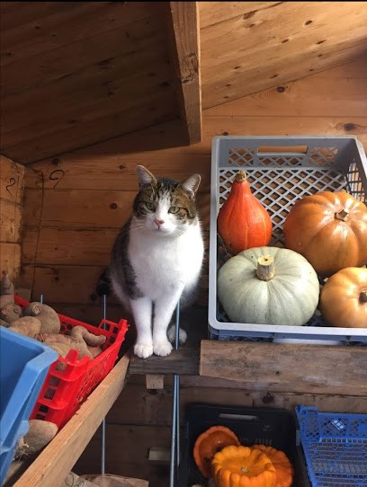 Aux P'tits Légumes De Pavilly, Primeur Fruits et Légumes à Pavilly