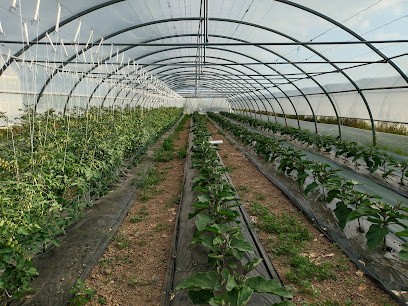 Les Jardins De La Tourette, Primeur Fruits et Légumes à Thouars