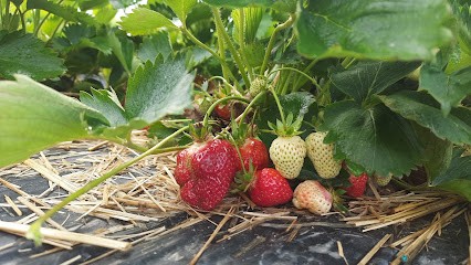 Les Fraises de Christophe, Primeur Fruits et Légumes à Entzheim