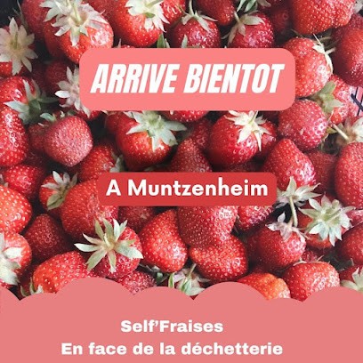 Fraises De Muntz La Fraisinette, Primeur Fruits et Légumes à Muntzenheim