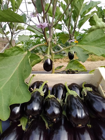 Ferme Simonnet, Primeur - Fruits Et Légumes à Saint-Lupien