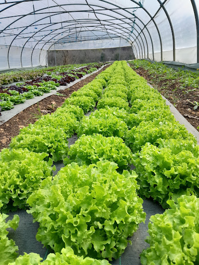 Les Jardins Du Grand Pâ, Primeur - Fruits Et Légumes à Teyjat
