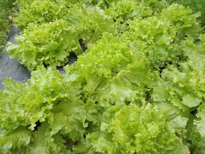 Devers, Primeur Fruits et Légumes à Saint-Rogatien