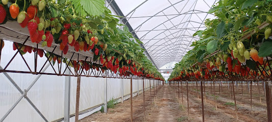 Sas Pulice Primeur - Fruits Et Légumes à Chouzé-sur-Loire