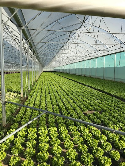 Joncquel Earl, Primeur Fruits et Légumes à Saint-Genouph