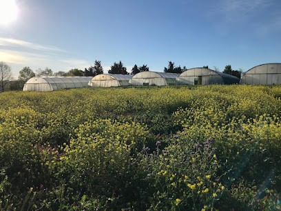 Les Saveurs de la Terre, Primeur Fruits et Légumes à Lagarde