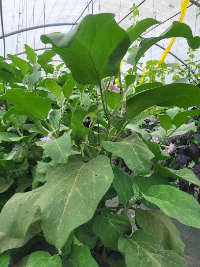 La Ferme Du Gatiau, Primeur Fruits et Légumes à Saint-Martin-d'Abbat