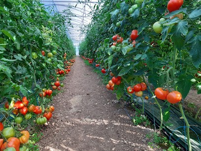 EARL CHATEAU VIEUX, Primeur Fruits et Légumes à Réalville