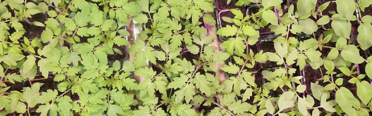 De La Graine à La Plante, Primeur Fruits et Légumes à Muel