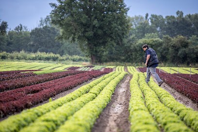 Les Serres De La Greniere, Primeur Fruits et Légumes à Lucenay