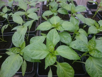 Le Jardin des Cotylédons, Primeur Fruits et Légumes à Seysses