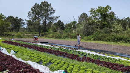 La P'tite Ferme Primeur - Fruits Et Légumes à Léognan