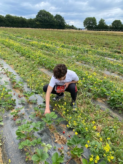 Fraiseraie De Kergréhen, Primeur Fruits et Légumes à Plélo