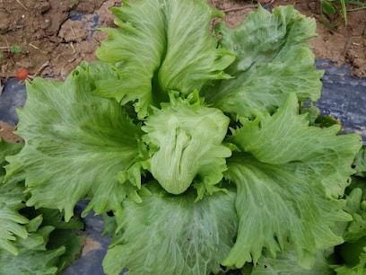 Capovilla Laurent, Primeur Fruits et Légumes à Villemur-sur-Tarn