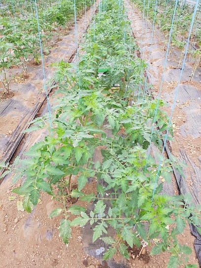 Coexploitation Augereau, Primeur Fruits et Légumes au Gué-de-Velluire