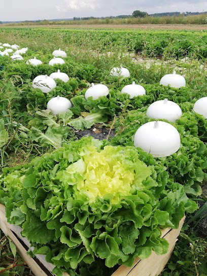Gay Maxime producteur et commerçant fruits et légumes, Primeur Fruits et Légumes à Beurlay