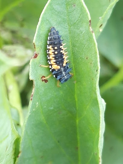 JEAN-ALEXANDRE BELLOC, Primeur Fruits et Légumes à Sainte-Bazeille
