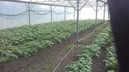 bonnal albert, Primeur Fruits et Légumes à Castelnaudary
