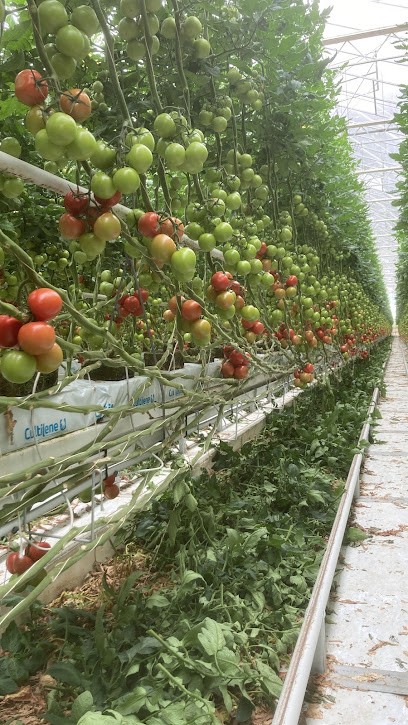 Scea Carriou Gilles, Primeur Fruits et Légumes à Lézardrieux