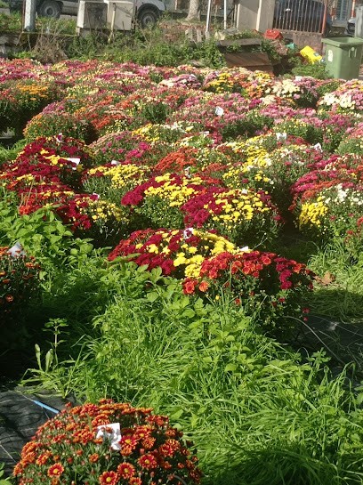 EARL Debrie, Primeur Fruits et Légumes à Saint-Memmie