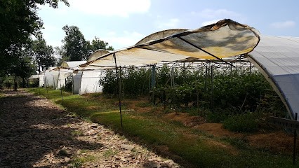 Le Verger de La Grange - Jérémy Bertin, Primeur Fruits et Légumes à Escoussans