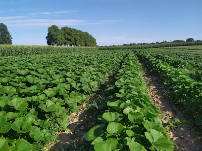 EARL BIO GUILLOU, Primeur Fruits et Légumes à Lafrançaise