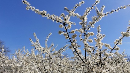 Aux Jardins du Soubeau, Primeur Fruits et Légumes à Morthomiers