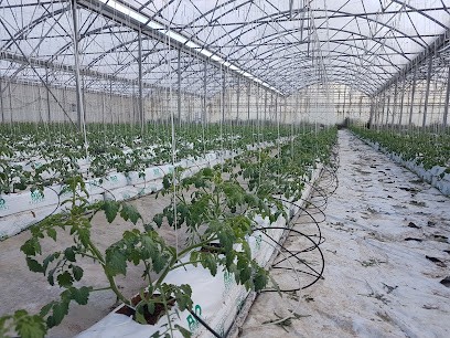ACHAN Lieu Dit Las Coutives, Primeur Fruits et Légumes à Villelongue-de-la-Salanque