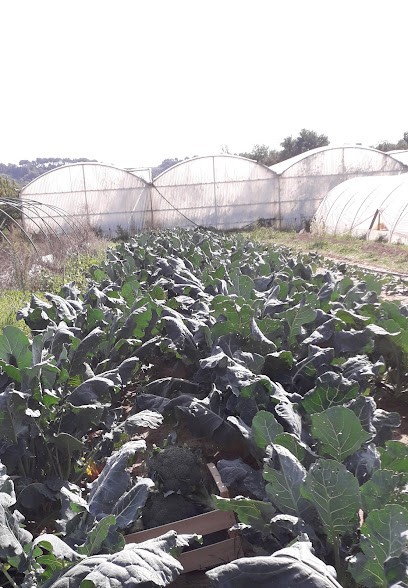 Régis Corine Cédric PACALON, Primeur Fruits et Légumes à Piégon