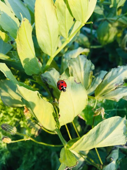 Au Panier JoLi, Primeur Fruits et Légumes à Boujan-sur-Libron