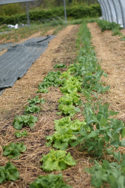 Le Potager Vert De Terre, Primeur Fruits et Légumes à Bessenay