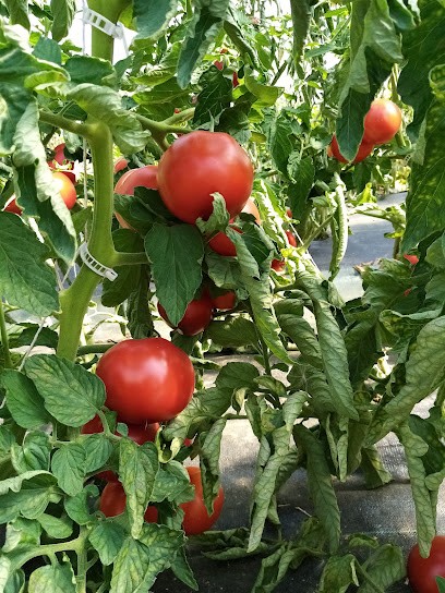 Le Bon Maché, Primeur Fruits et Légumes à Maché