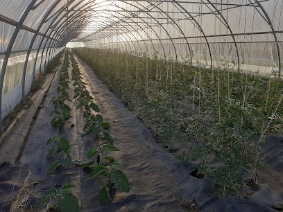 LEPITYMARAICHER, Primeur Fruits et Légumes à Upie