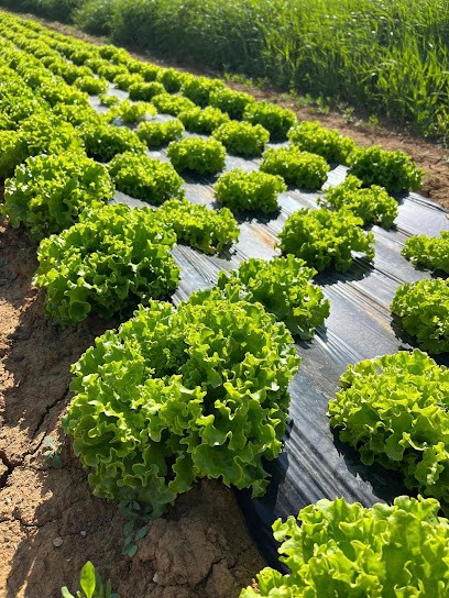 Terroir Légumier, Primeur Fruits et Légumes à Blessonville