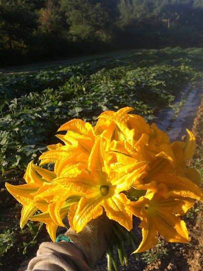 Vallée des Deux Sources - Légumes, Aromates et Fleurs, Primeur Fruits et Légumes à Verlus