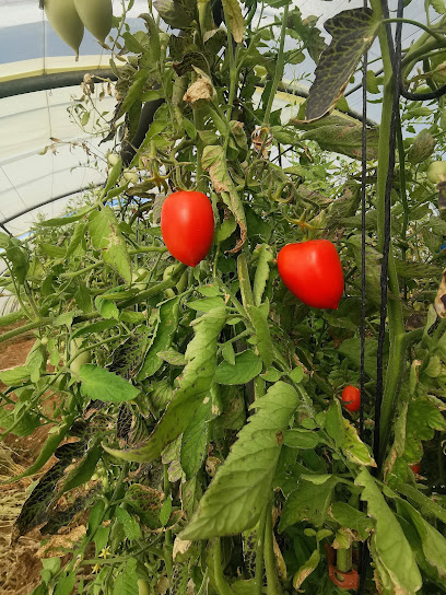 La Ferme De Maleh Primeur - Fruits Et Légumes à Monteux