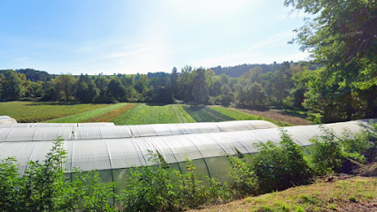 La Ferme D'ancette Primeur - Fruits Et Légumes à Bas-en-Basset