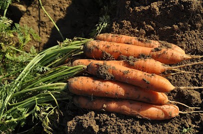 Champs De Légumes, Primeur Fruits et Légumes à Foreste