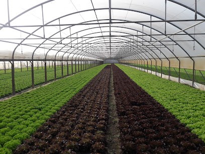 Legumes De Loire, Primeur Fruits et Légumes à Berthenay