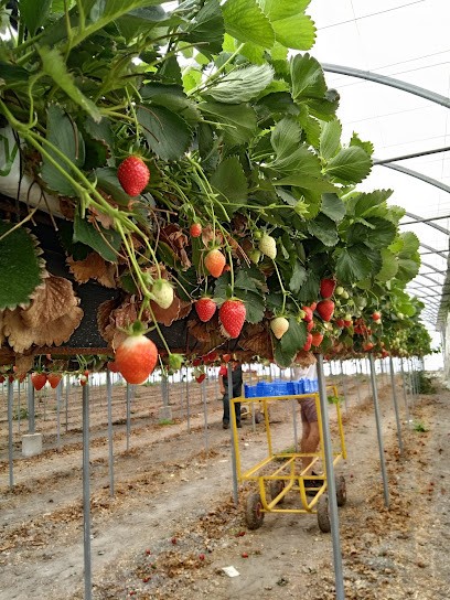 Earl Des Perrines, Primeur Fruits et Légumes à Monteux