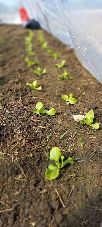 Au Jardin Des Sept Mesures, Primeur - Fruits Et Légumes à Boeschepe
