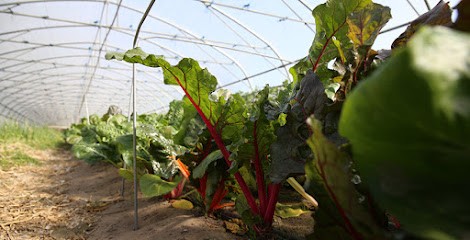Légumes Bio Magescq, Primeur Fruits et Légumes à Magescq