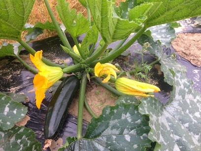 Au Vert Galant, Primeur Fruits et Légumes à Verlinghem