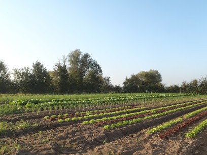 GAEC Jardins De Nizerel, Primeur Fruits et Légumes à Saint-Bénigne