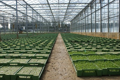 Nimaplants (SAS) Pour Les Particuliers, Primeur Fruits et Légumes à Caissargues