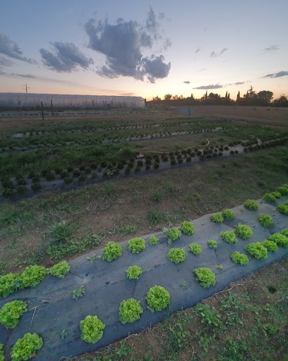 Bi'haut Du Panier, Primeur Fruits et Légumes à Saint-Laurent-d'Aigouze